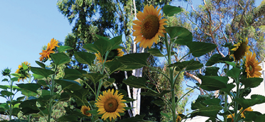 sunflowers