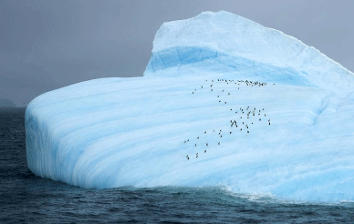 penguins on oouthern ocean iceberg