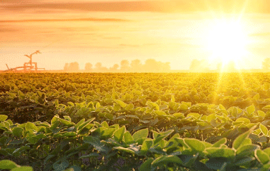 sun shining on a field