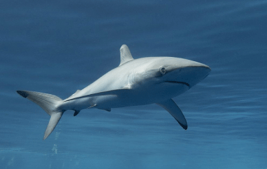 Silky Shark